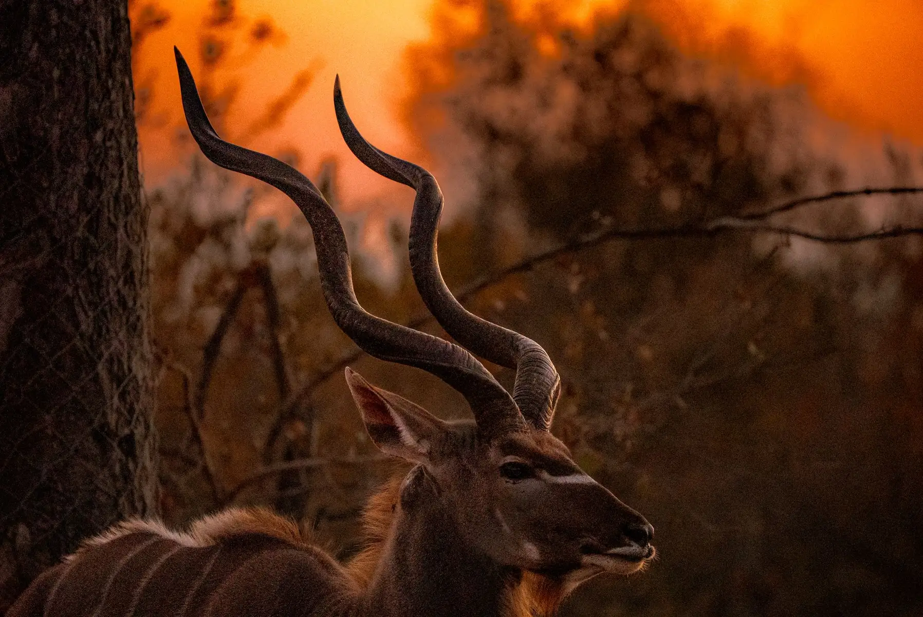 Our guests from the USA enjoyed spectacular wildlife sightings during their family safari at Umkumbe Safari Lodge in Sabi Sands Game Reserve.